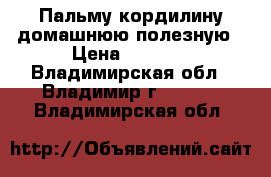  Пальму-кордилину домашнюю полезную › Цена ­ 1 300 - Владимирская обл., Владимир г.  »    . Владимирская обл.